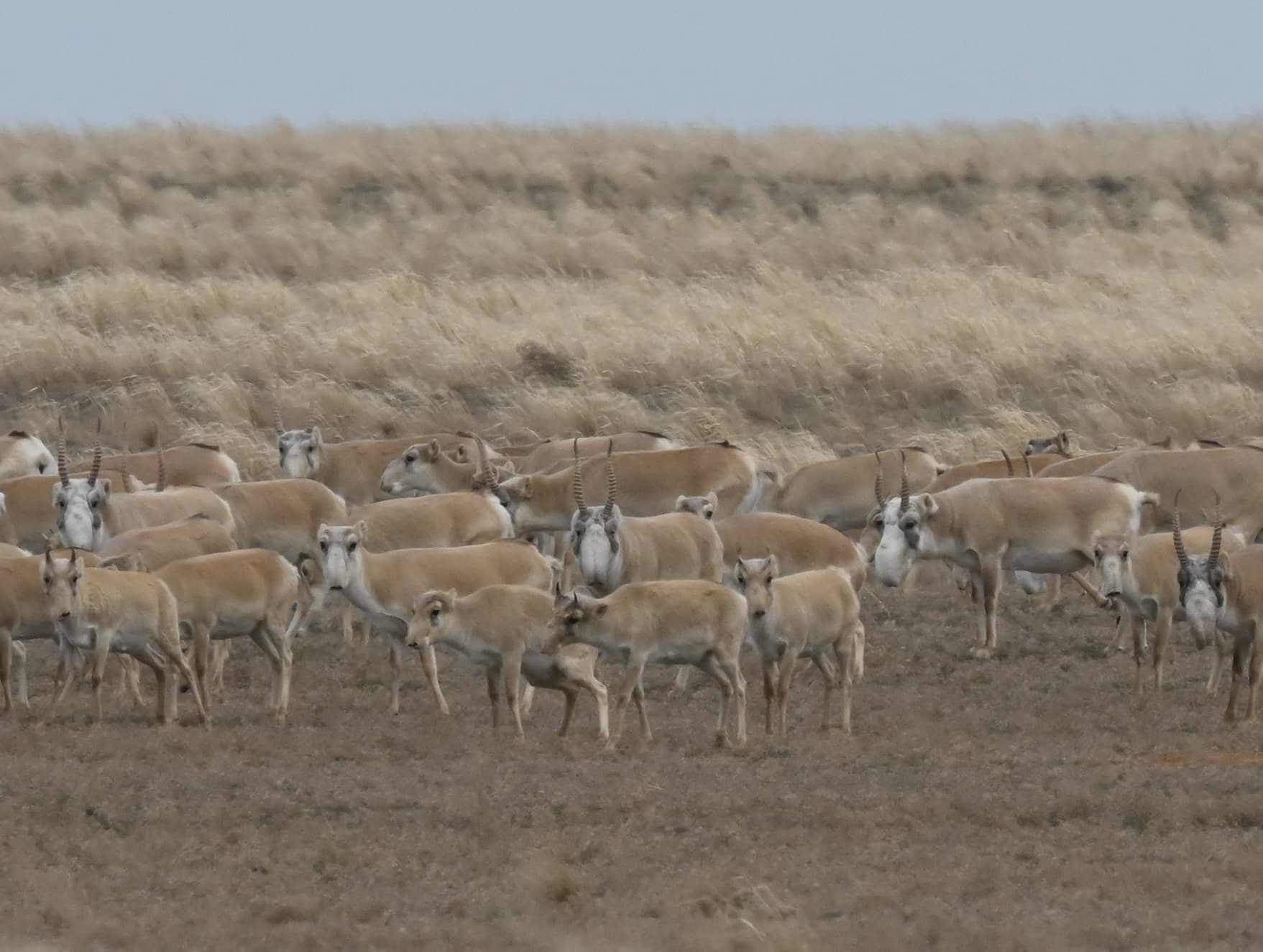Стадо сайгаков в калмыцкой степи