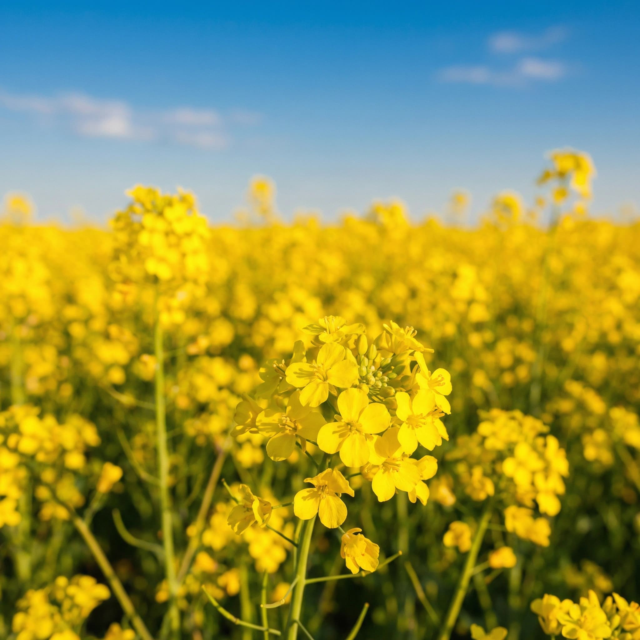Крупный план цветков горчицы сарептской