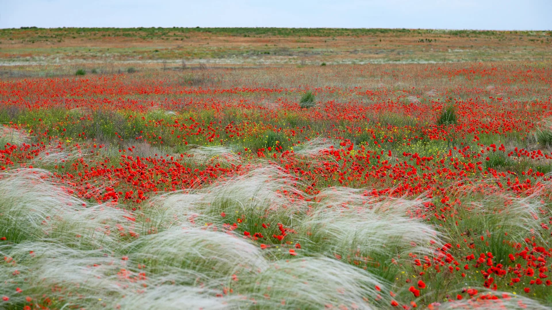 Степи как в Монголии