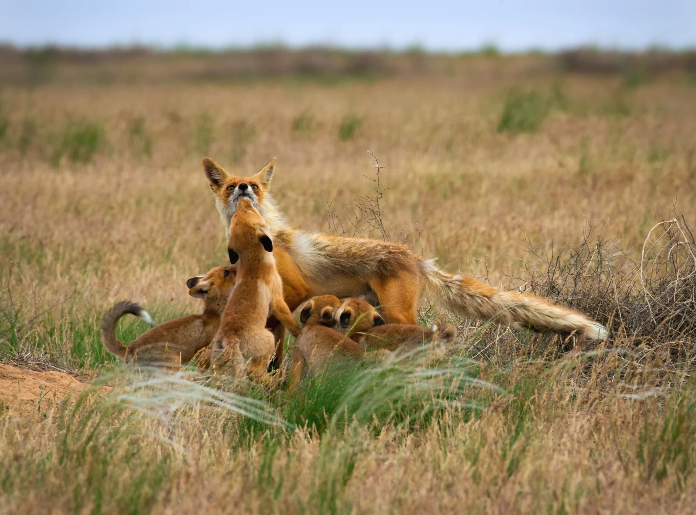Семья лис в заповеднике «Чёрные земли», Калмыкия