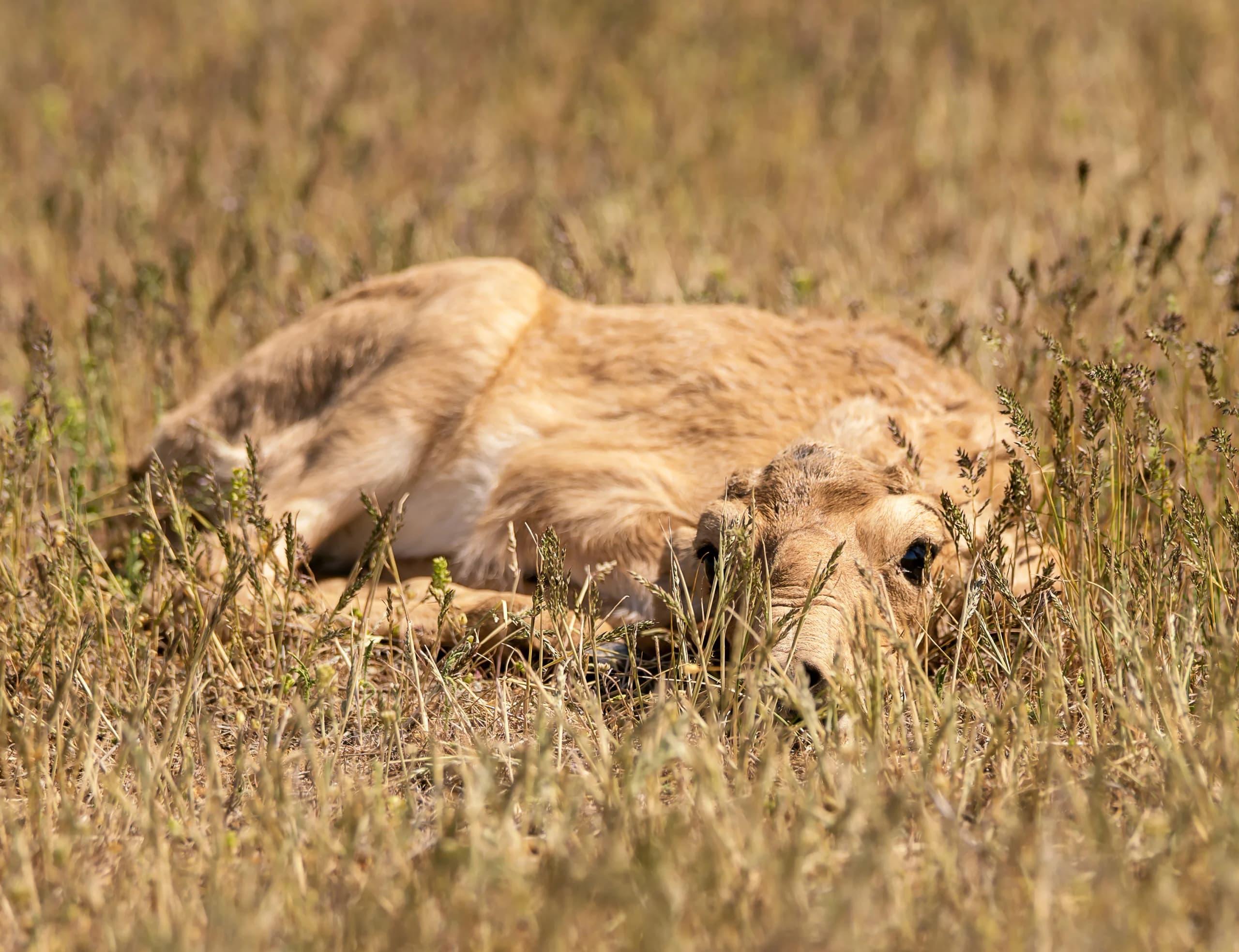 Детёныш сайгака в степной траве