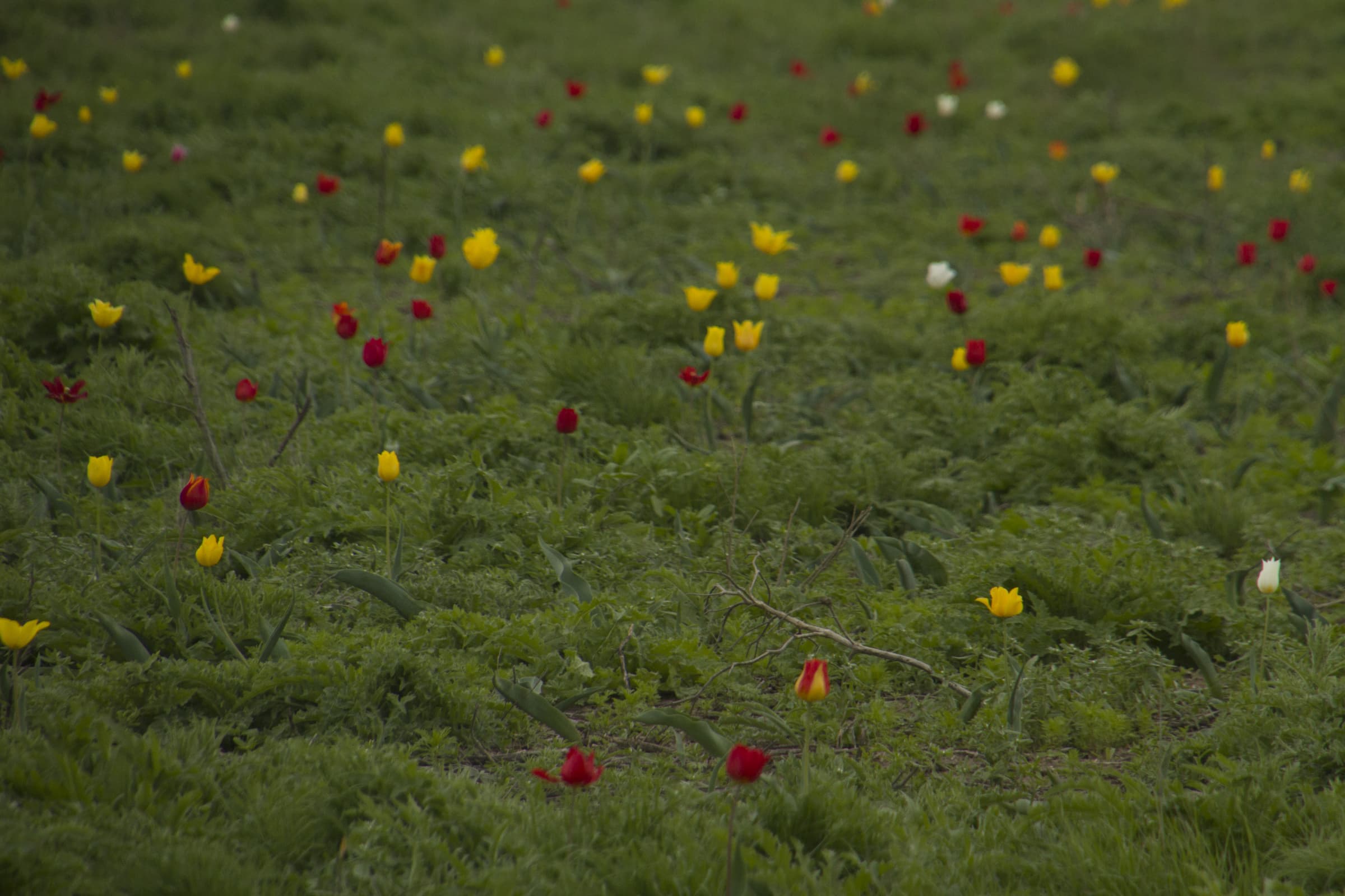 «Чёрные земли»