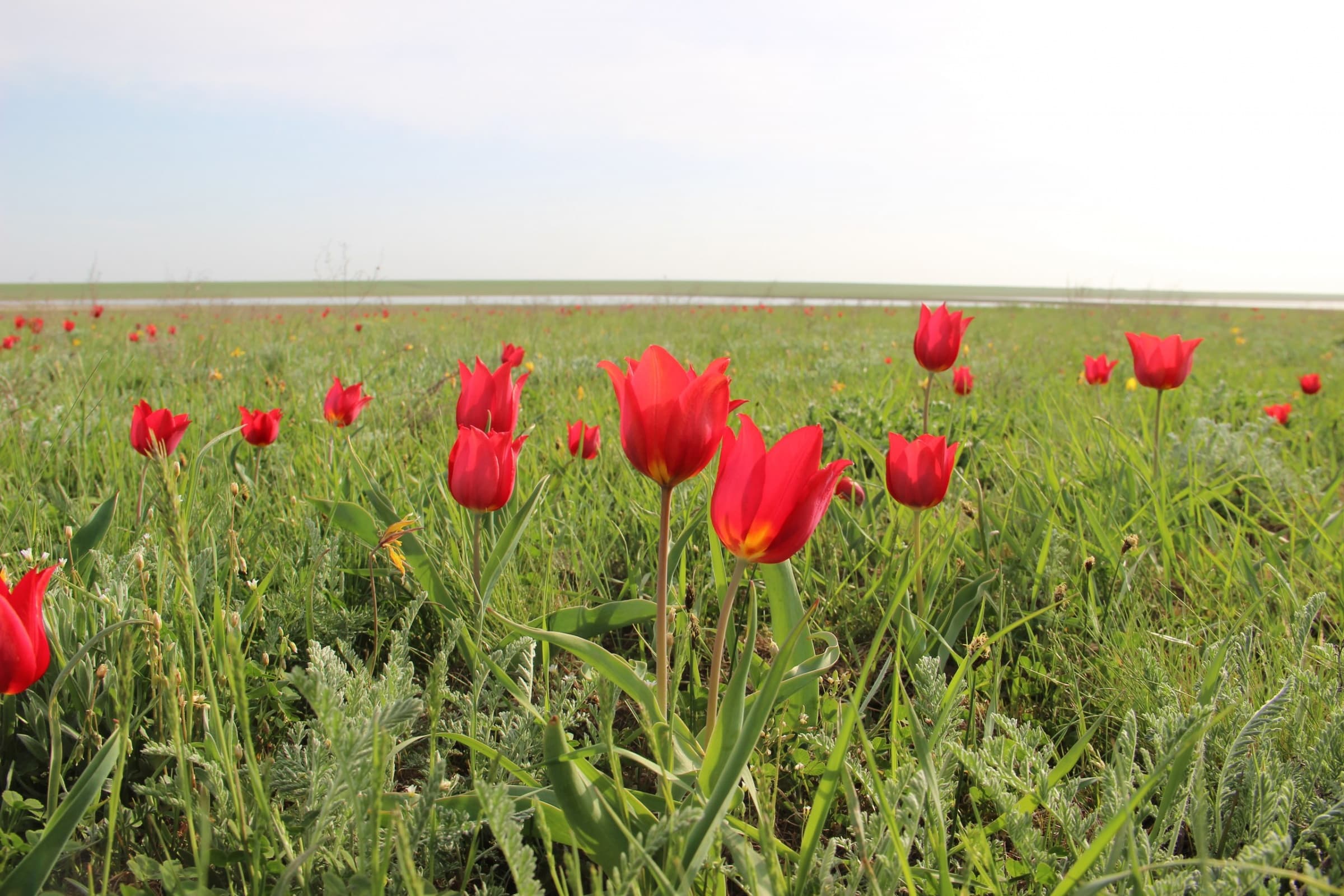 Приютненский район