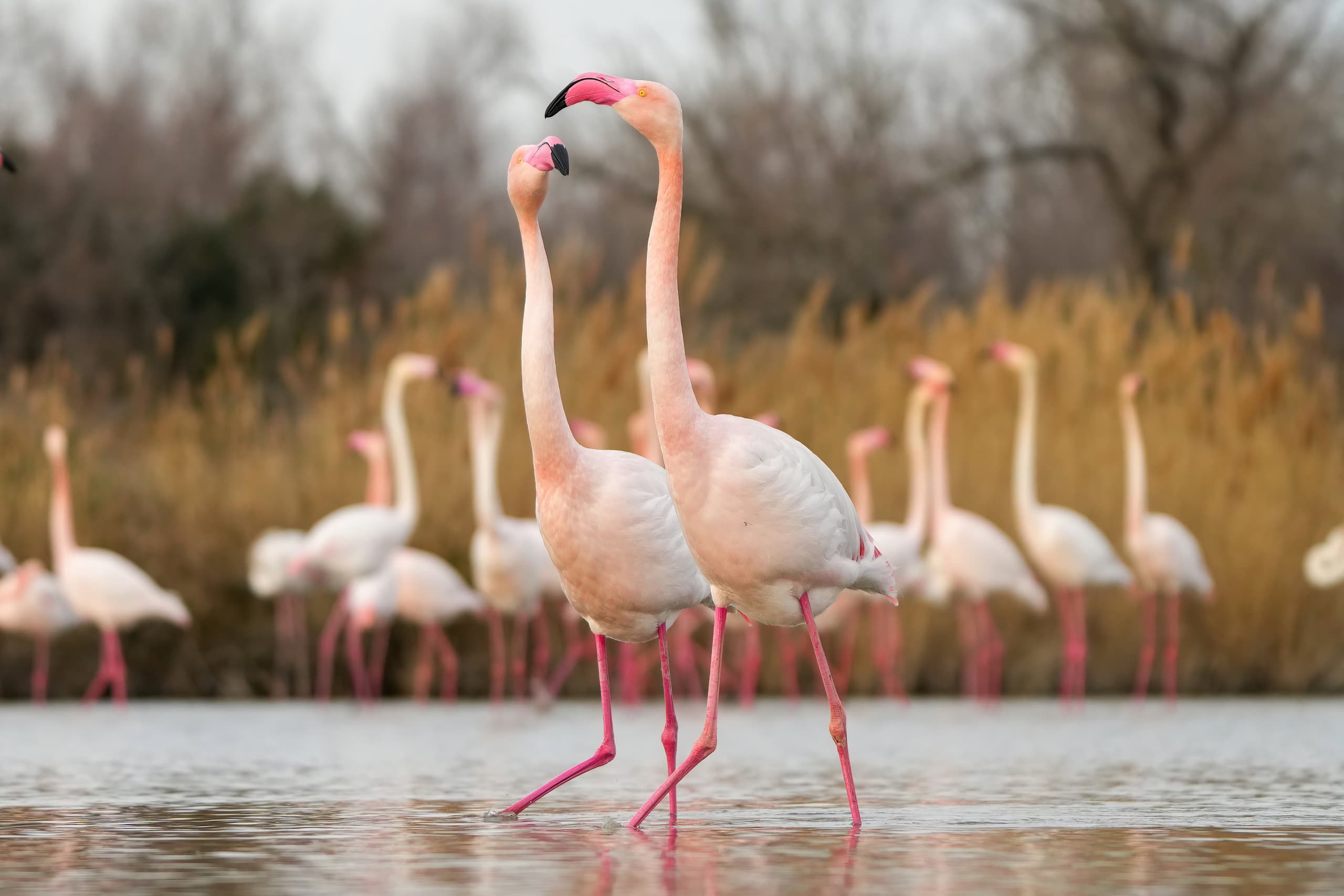 Розовые фламинго в степном водоёме